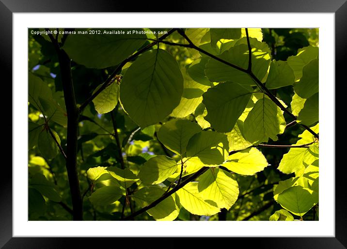 The Beech Framed Mounted Print by camera man