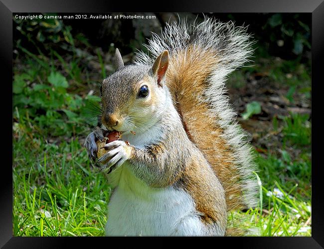 Nutty Squirrel Framed Print by camera man