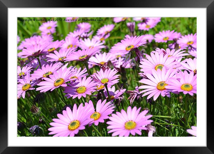 Pink Senetti Framed Mounted Print by camera man