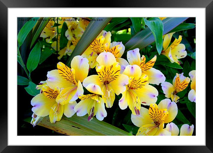 Lilly Garden Framed Mounted Print by camera man