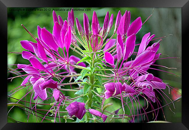 Cleome in Bloom Framed Print by camera man