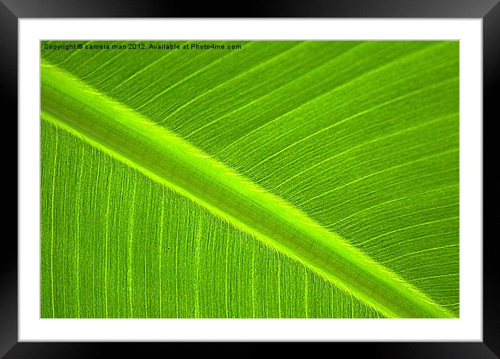 close Bananna Framed Mounted Print by camera man