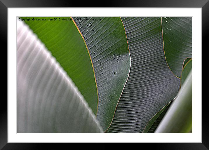 Banana leaf art Framed Mounted Print by camera man
