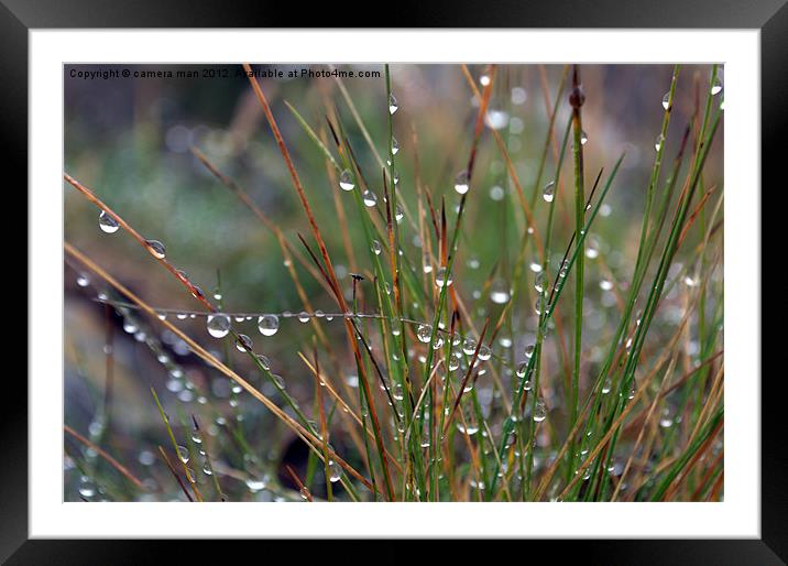 Dew Drop Framed Mounted Print by camera man