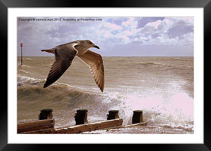 Wings Framed Mounted Print by camera man
