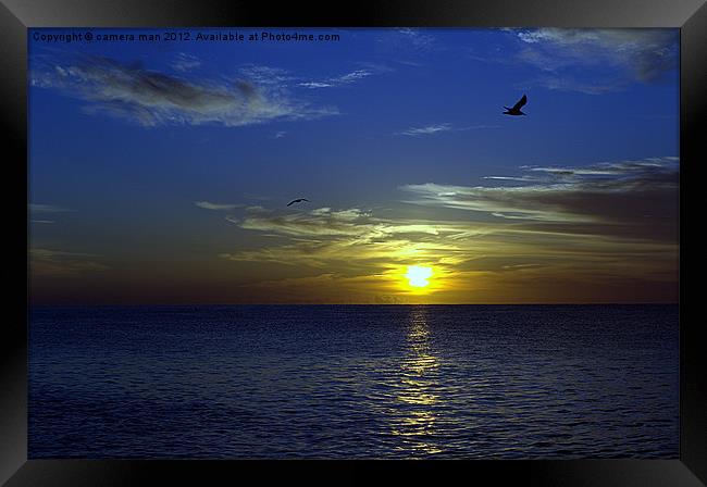 Seagull sunrise Framed Print by camera man