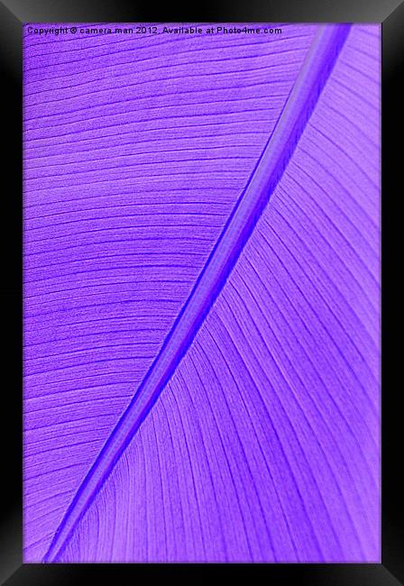 Purple Banana Framed Print by camera man