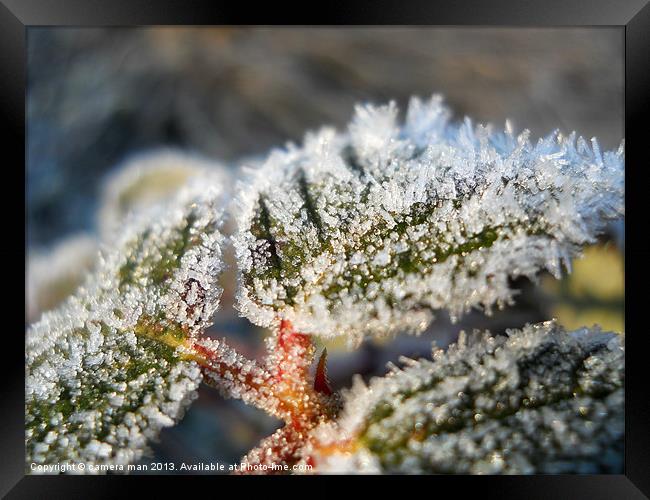 Frosted Flakes Framed Print by camera man