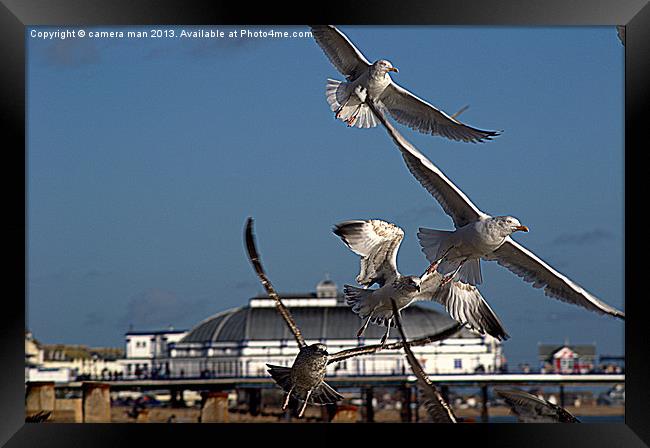 Beach Birds Framed Print by camera man