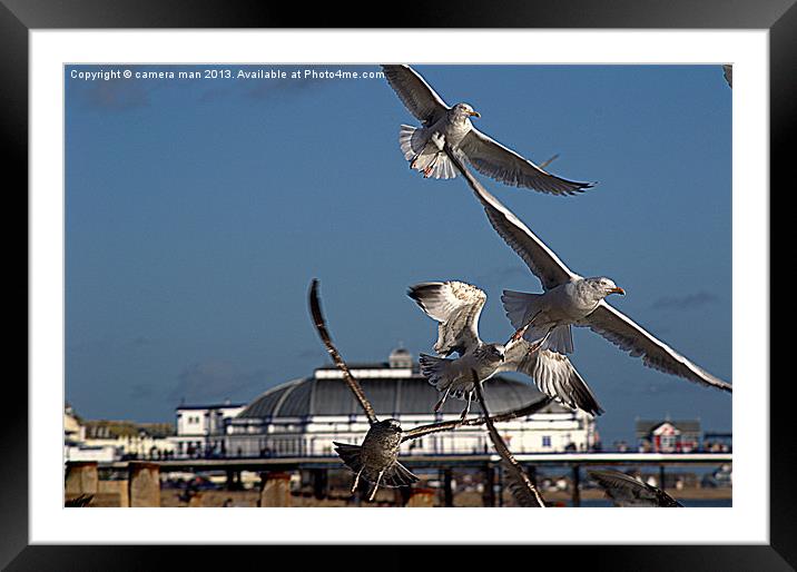 Beach Birds Framed Mounted Print by camera man