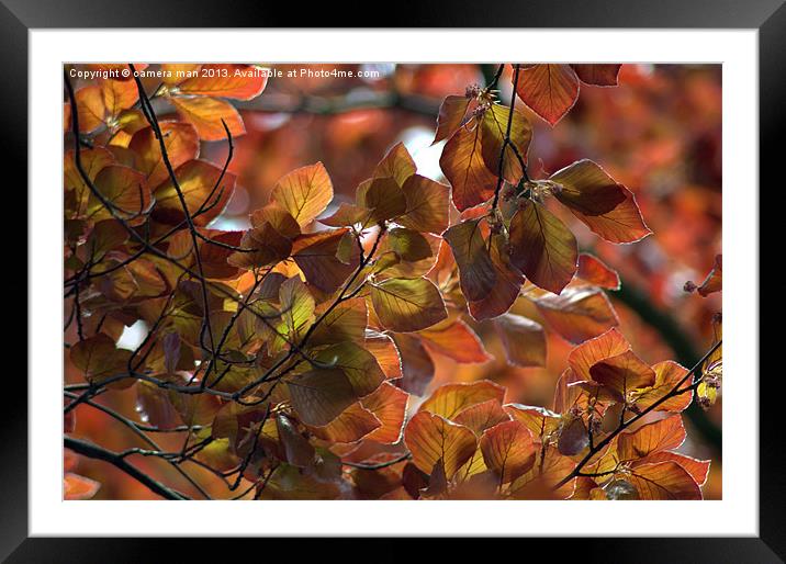 Fall Beech Framed Mounted Print by camera man