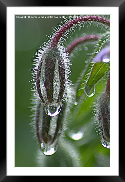 Dew Drops Framed Mounted Print by camera man