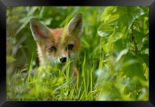 Baby Fox Framed Print by camera man