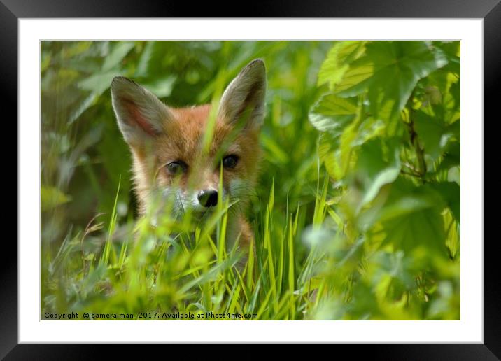 Baby Fox Framed Mounted Print by camera man