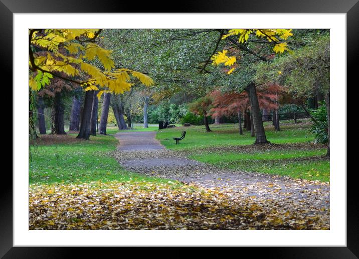 Leaves in the park Framed Mounted Print by camera man