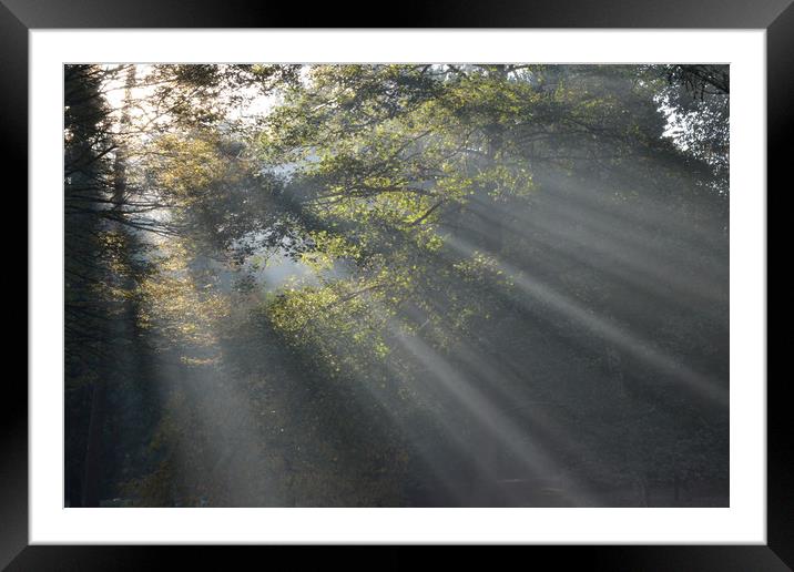 Trees at Dawn Framed Mounted Print by camera man