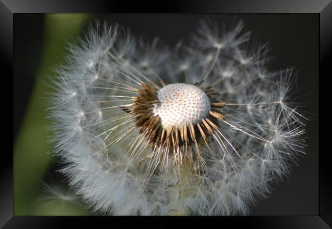 Gone to seed Framed Print by camera man