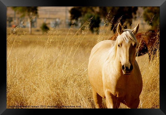 Wild horse in nature Framed Print by mehdi laraqui