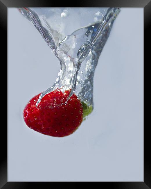 Strawberry Drop. Framed Print by paul cowles