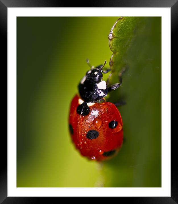 Ladybird ladybird Framed Mounted Print by paul cowles