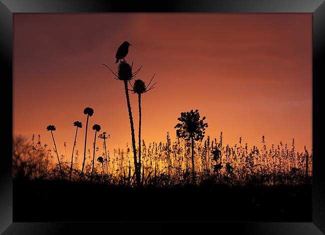Bird Silouette. Framed Print by paul cowles