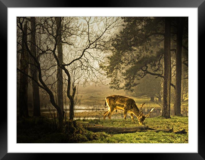 Stepped  into the Light. Framed Mounted Print by paul cowles