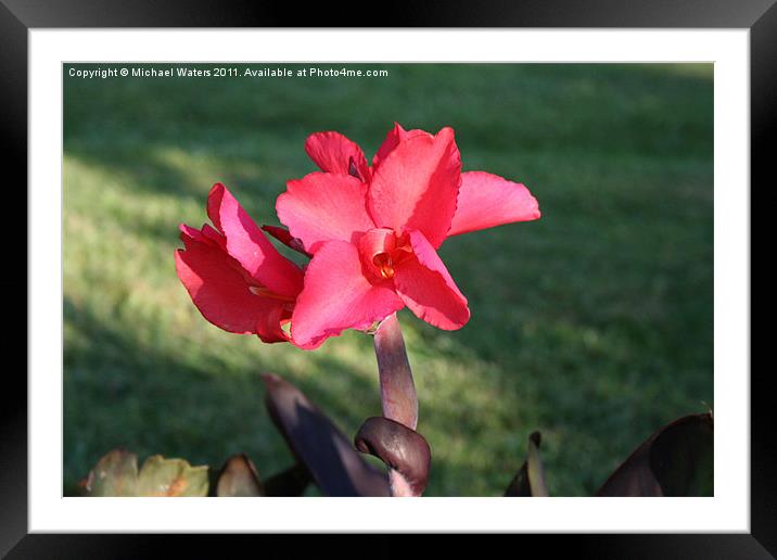 Natures Beauty Framed Mounted Print by Michael Waters Photography
