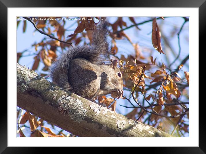 Grey Squirrel Framed Mounted Print by Michael Waters Photography