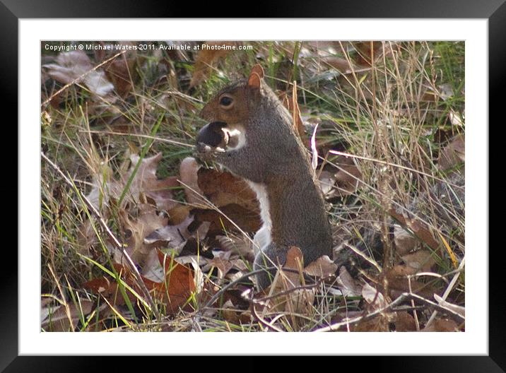 Nature's Animals Framed Mounted Print by Michael Waters Photography