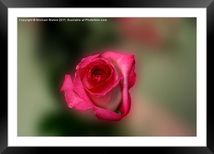 Heavenly Rose Framed Mounted Print by Michael Waters Photography