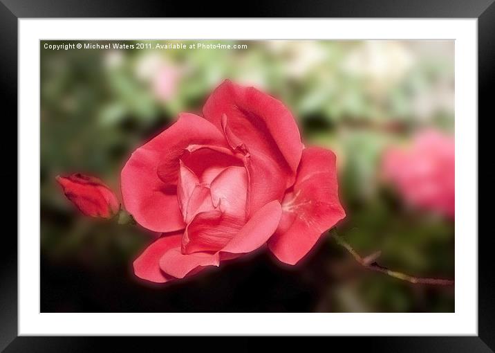 Peaceful Passion Framed Mounted Print by Michael Waters Photography