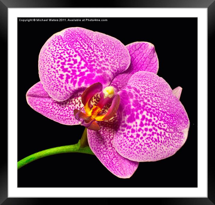 Purple Orchid Bloom Framed Mounted Print by Michael Waters Photography