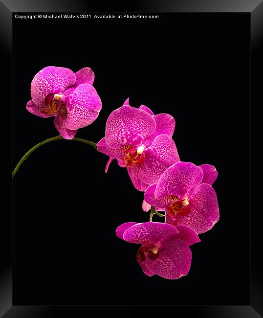 Simply Beautiful Purple Orchids Framed Print by Michael Waters Photography
