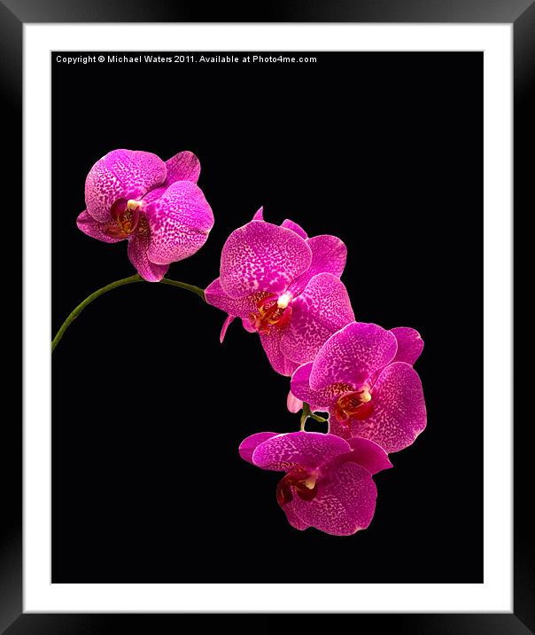 Simply Beautiful Purple Orchids Framed Mounted Print by Michael Waters Photography