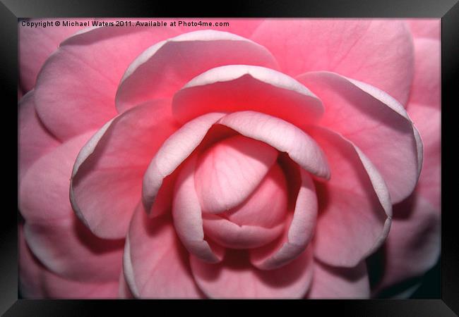 Pink Rhodendrum Framed Print by Michael Waters Photography
