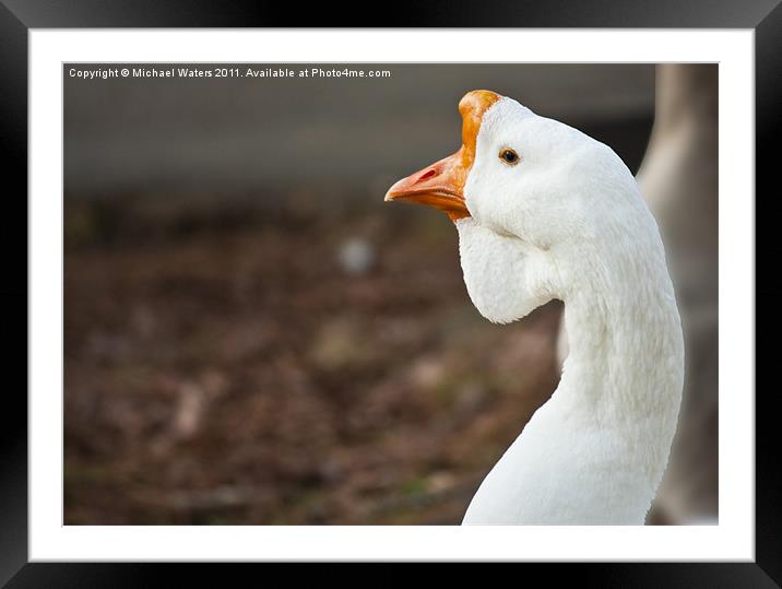 The Ugly Duckling Framed Mounted Print by Michael Waters Photography