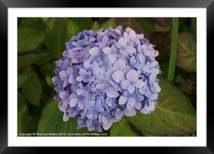 Lilac Blossom Framed Mounted Print by Michael Waters Photography