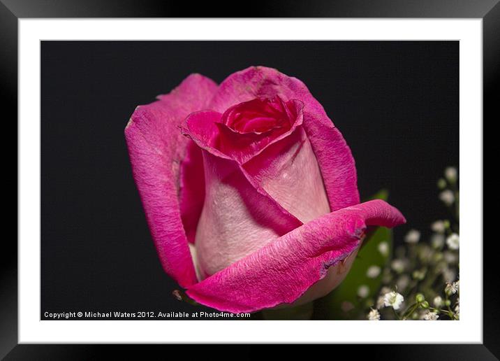 Pink Rose Framed Mounted Print by Michael Waters Photography