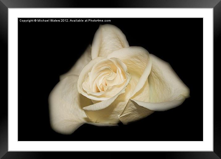 White Rose Framed Mounted Print by Michael Waters Photography
