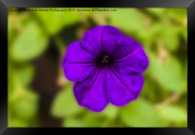 Purple Pansy Framed Print by Michael Waters Photography