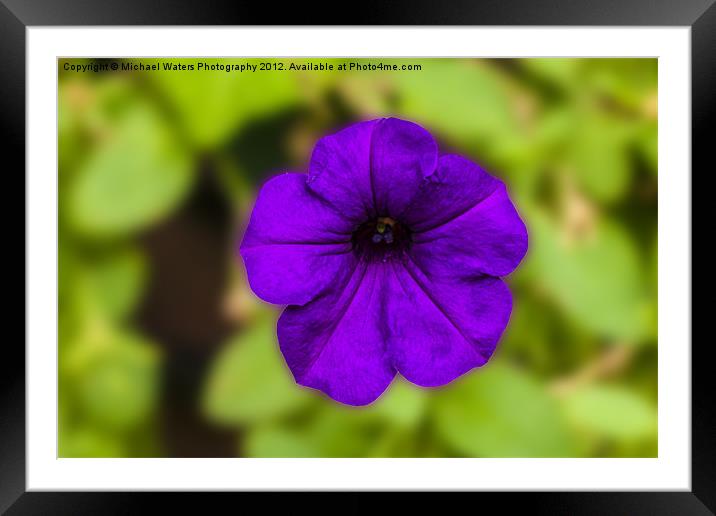Purple Pansy Framed Mounted Print by Michael Waters Photography
