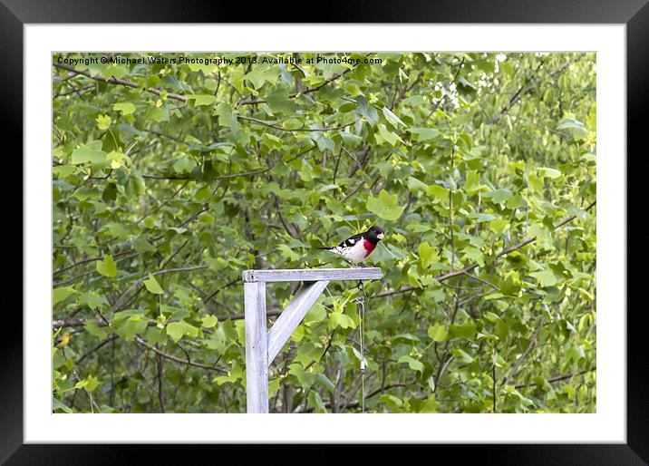 Rose-Breasted Grosbeak Framed Mounted Print by Michael Waters Photography