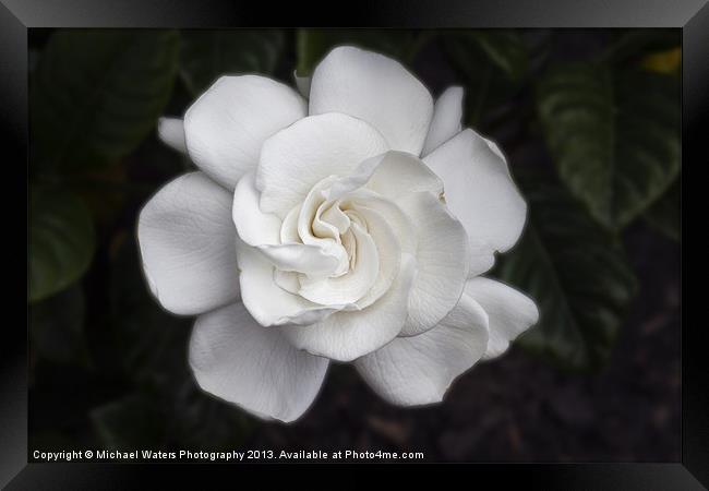 White Gardenia Framed Print by Michael Waters Photography