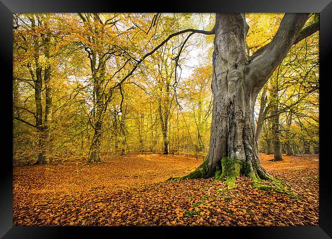 Autumn colours Framed Print by Philip Male