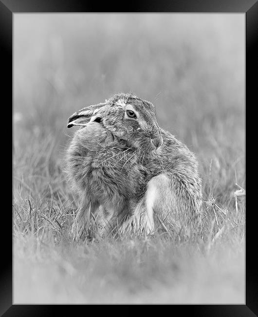 A hares breath Framed Print by Philip Male