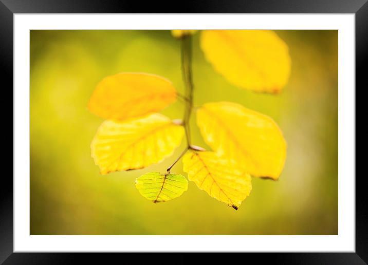  Autumn time Framed Mounted Print by Philip Male