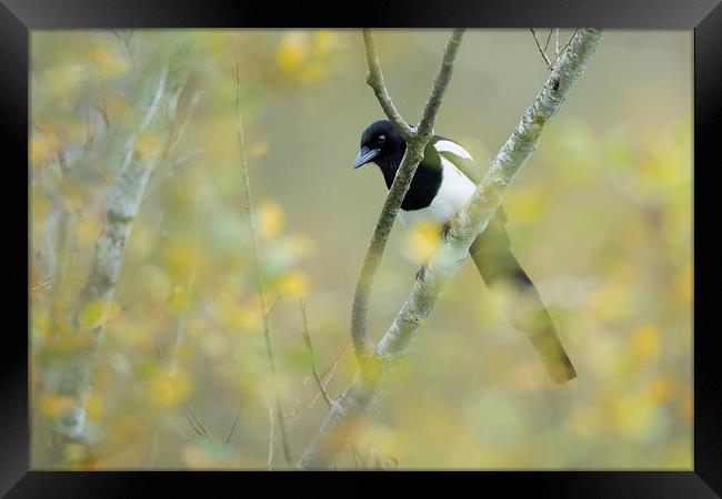  One for sorrow  Framed Print by Philip Male