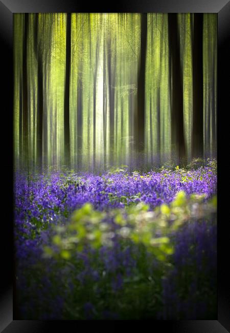 BlueBell Woodland  Framed Print by Philip Male