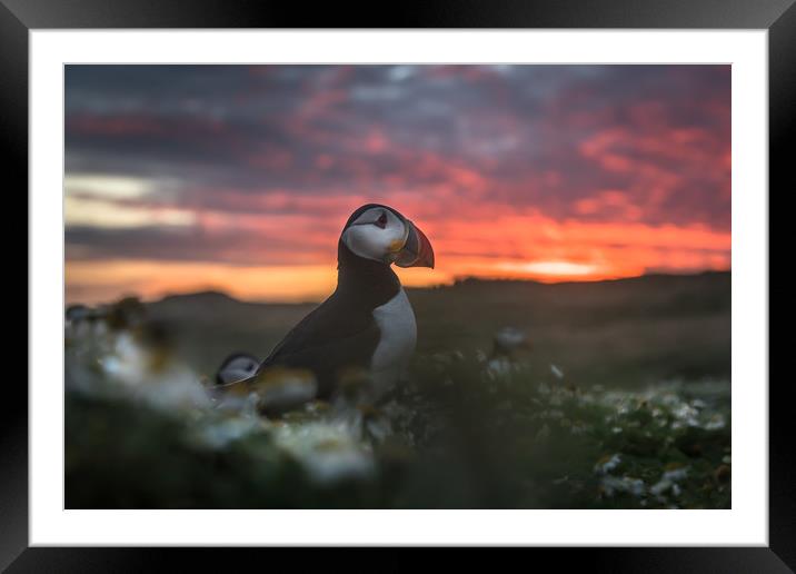 Time for Bed Framed Mounted Print by Philip Male
