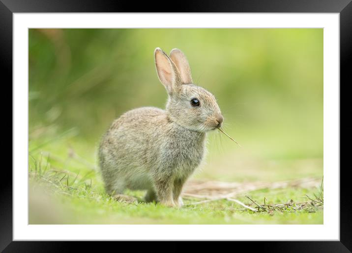 Wascaly Wabbit  Framed Mounted Print by Philip Male